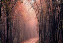 [CBA]布朗突破分球底角 胡金秋三分出手命中.