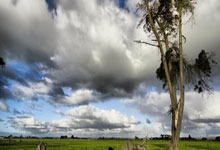 九游：⭐巴西皇萨双星！本赛季拉菲尼亚已参与50球，维尼修斯造30球.